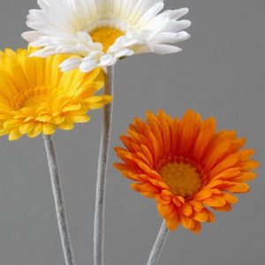 Gerbera bunt