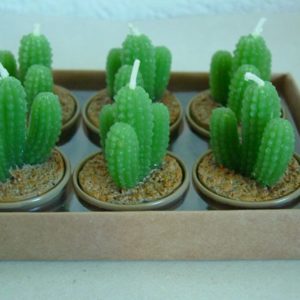 Kaktus, 4 cm