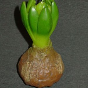 Tulpenzwiebel hellbraun geffnet, ca 8 cm
