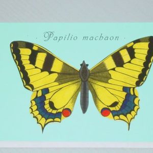 Schmetterling Papilio machaon (16 x 11 cm)