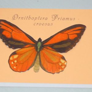 Schmetterling orange (16 x 11 cm)