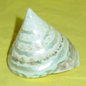 Pyramidenmuschel, ca 7 cm