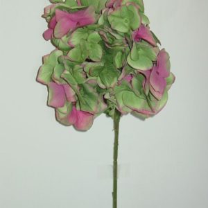 Hortensie grün-lila, 50 cm