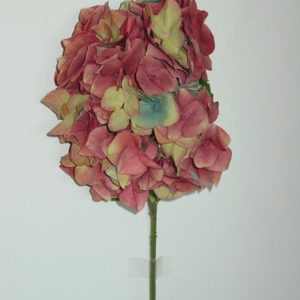 Hortensie rot, 50 cm
