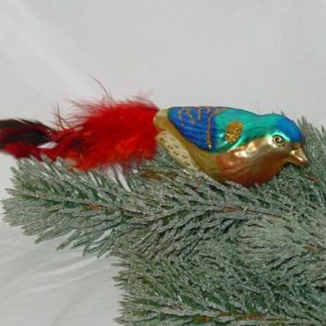 Glasvogel blau mit rotem Schwanz